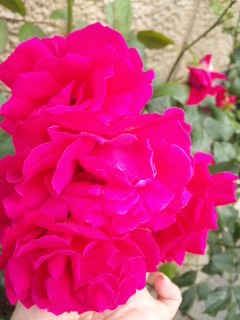 (untitled)