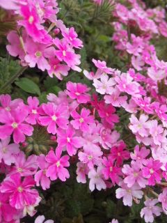 (untitled)